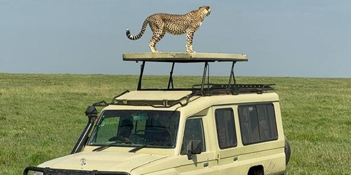 Northern Tanzania Safari