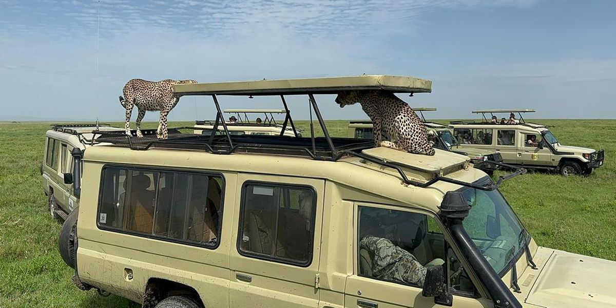 Northern Tanzania Safari