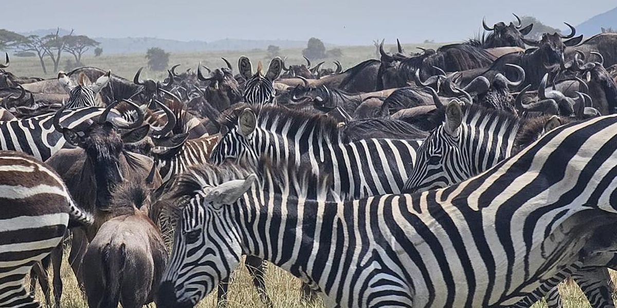 Northern Tanzania Safari