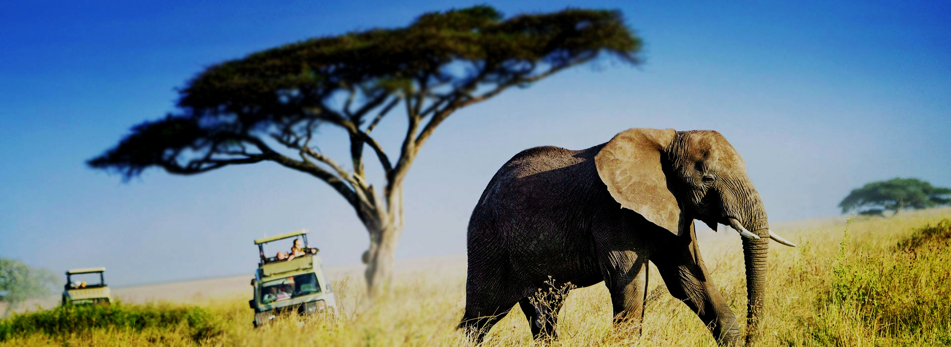 3 Days 2 Nights Luxury Safari Manyara and Ngorongoro
