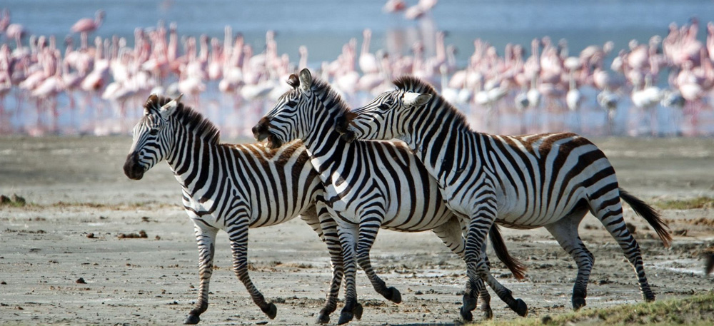 10 Days Northern Tanzania Safari