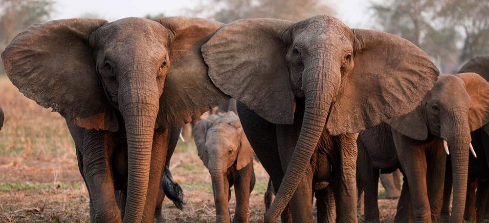 10 Days Northern Tanzania Safari