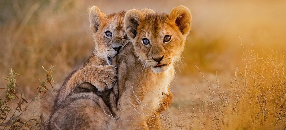 10 Days Northern Tanzania Safari