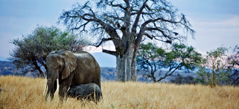10 Days Northern Tanzania Safari