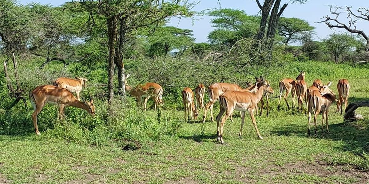Northern Tanzania Safari