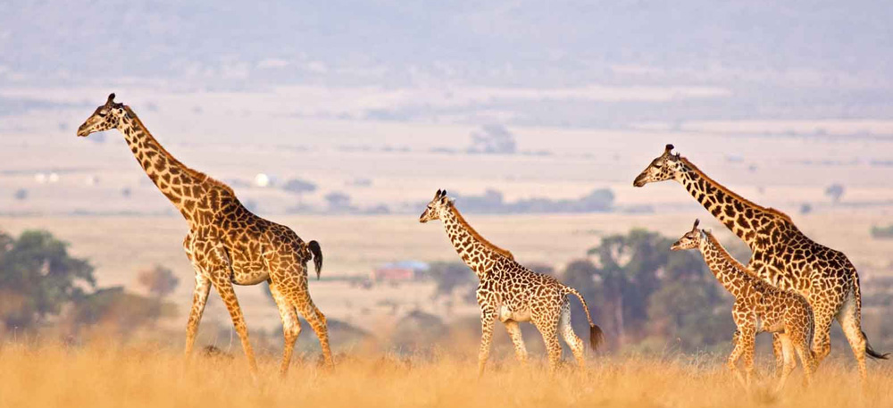 Southern Tanzania Safari
