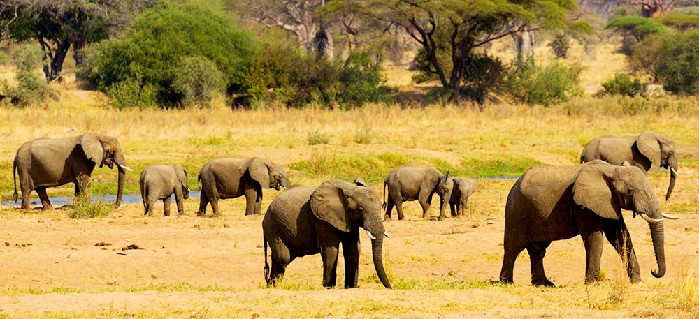 6 Days 5 Nights Luxury Safari Tarangire, Manyara, Ngorongoro and Serengeti