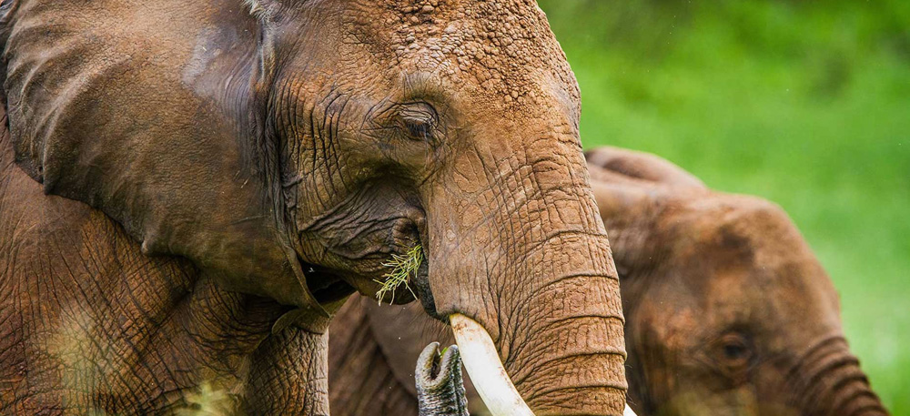 Southern Tanzania Safari