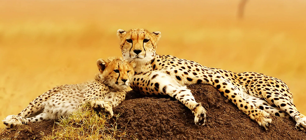 Southern Tanzania Safari