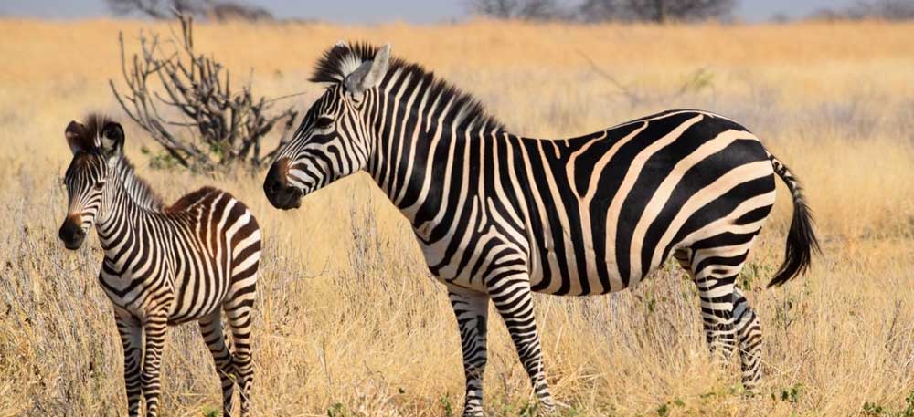 7 Days 6 Nights Camping Safari Tarangire, Manyara, Ngorongoro and Serengeti