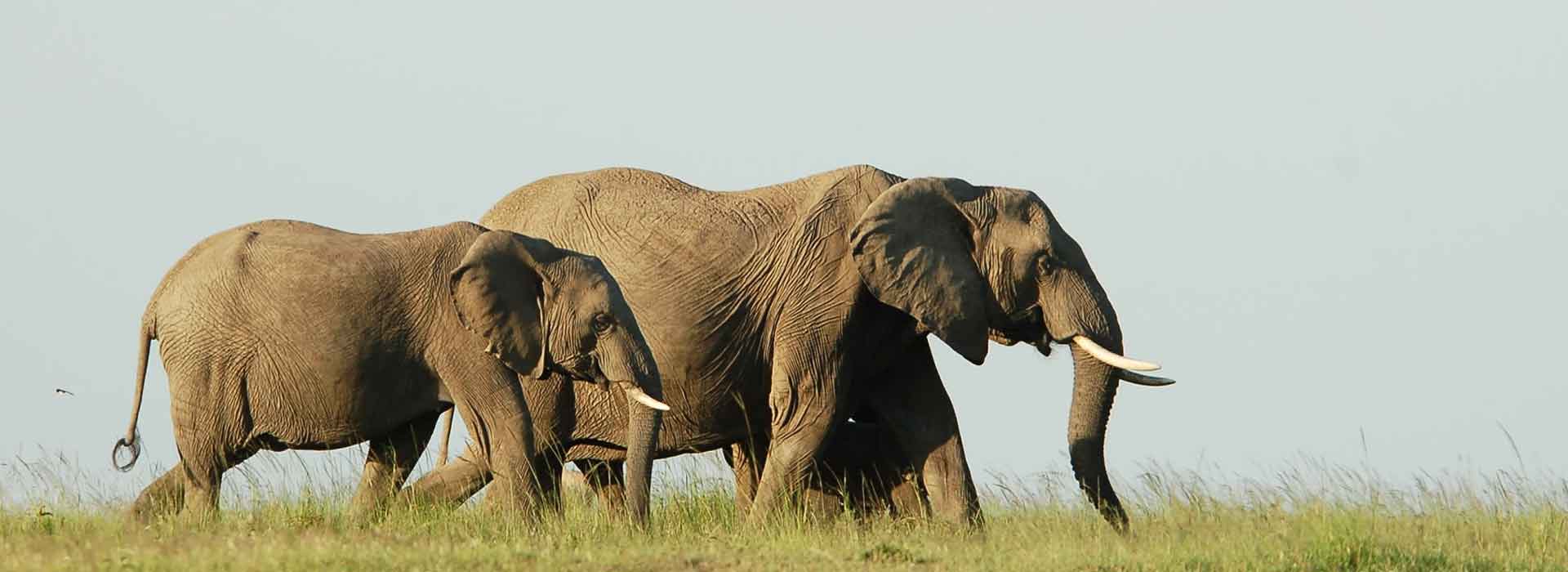 13 Day Sound of Kenya and Tanzania Wildlife Safari