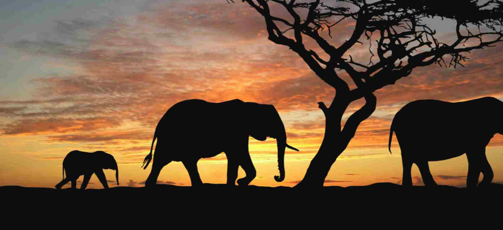9 Days Incredible Safari and Cultural Experience West Kilimanjaro, Tarangire, Manyara, Serengeti, Ngorongoro