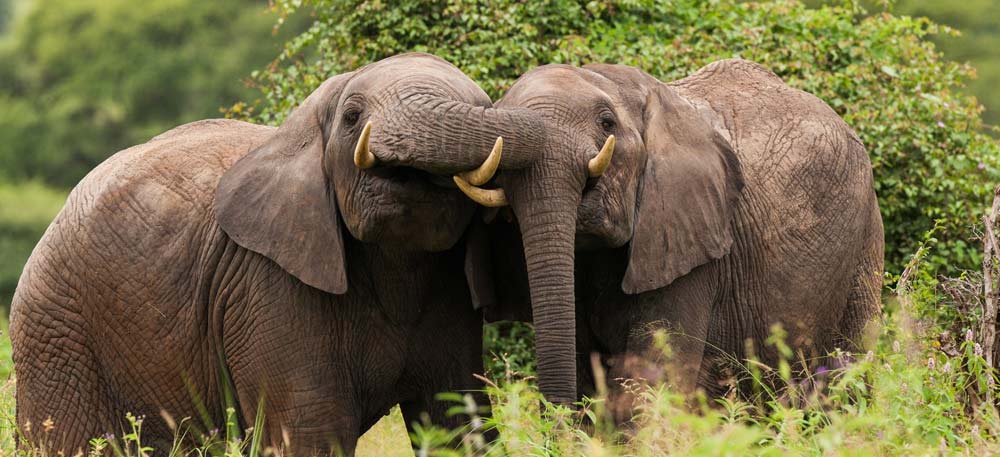 Tanzania Safari