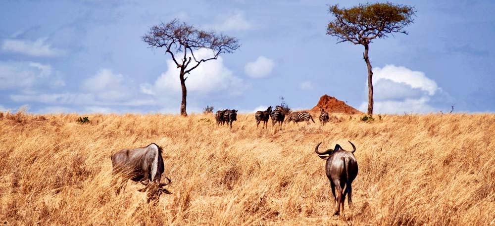 Tanzania Safari