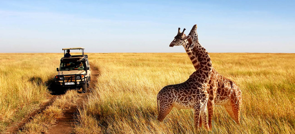 Tanzania Safari