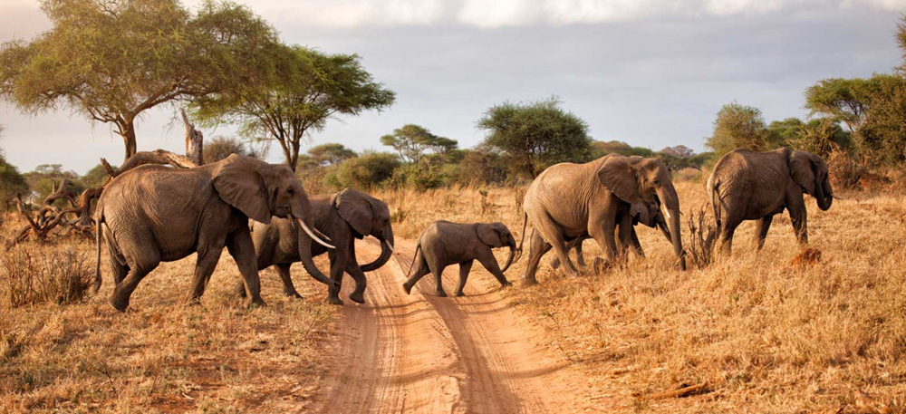 Tanzania Safari