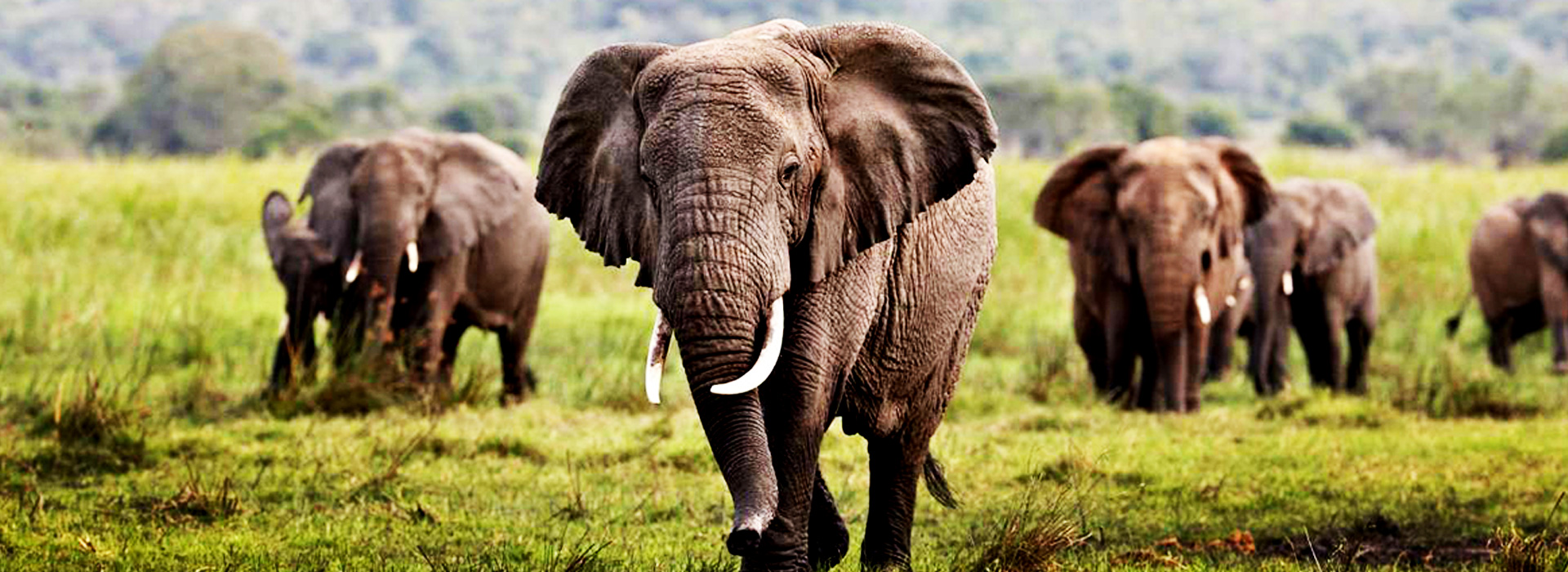 Mikumi National Park Safari