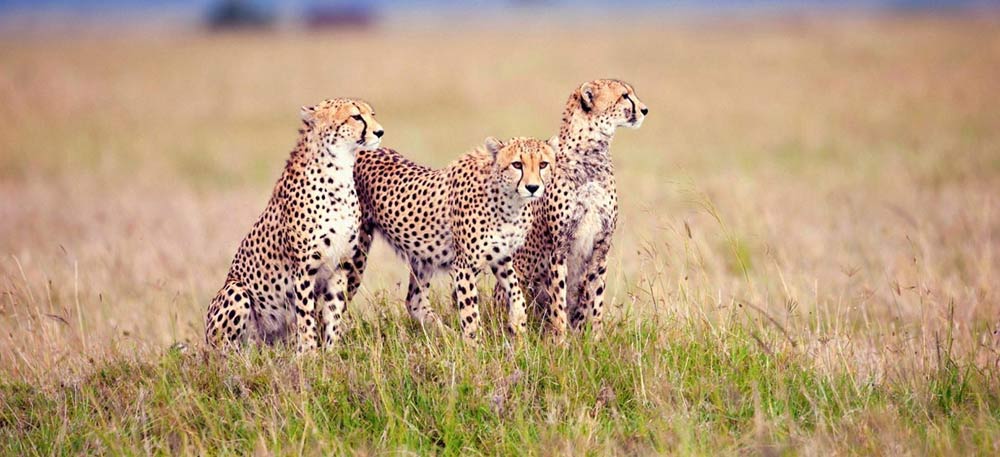 Mikumi National Park Safari