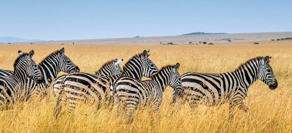 Mikumi National Park Safari