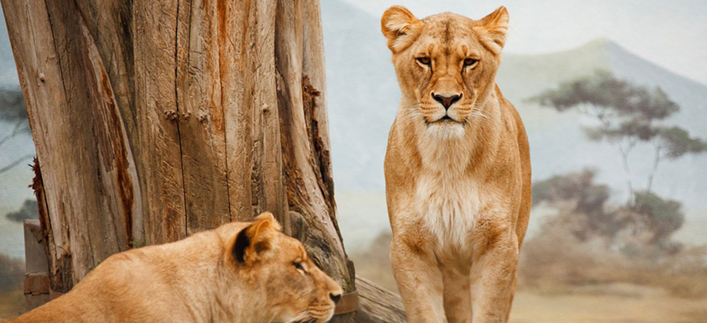 Mikumi National Park Safari