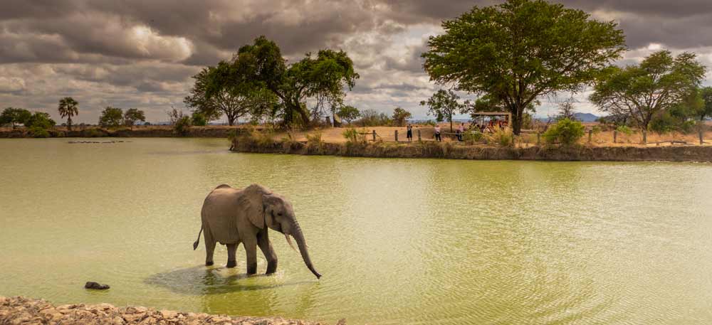 Mikumi National Park Safari
