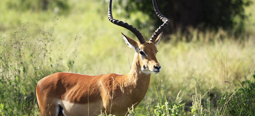 Mikumi National Park Safari