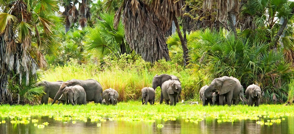 Tanzania Camping Safari