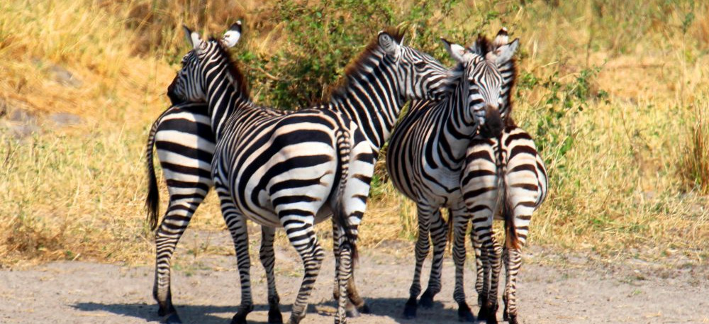 Tanzania Camping Safari