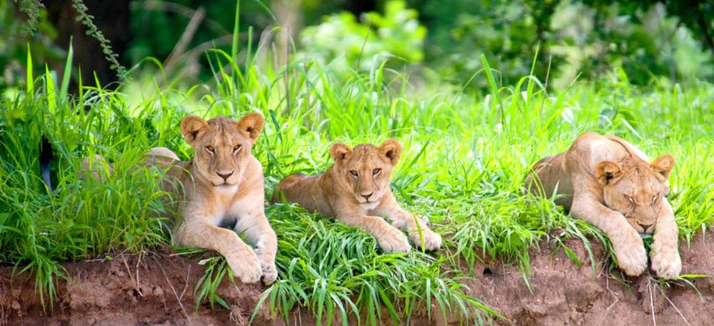 Tanzania Camping Safari