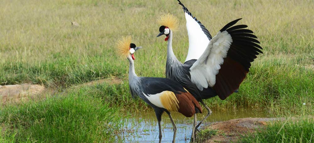 Tanzania Camping Safari