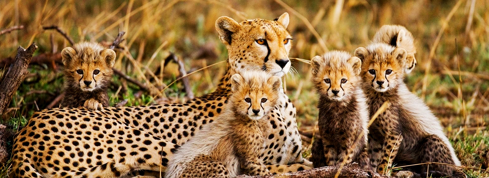 11 Days Mid-Range Kenya and Tanzania Wildlife Escape