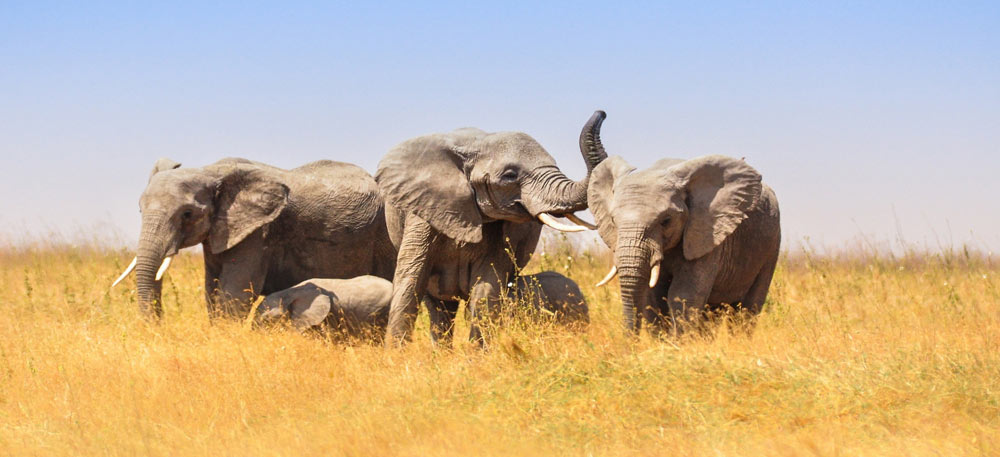 10 Days Unique Safari and Cultural Experience Tarangire, Manyara, Ngorongoro, Serengeti, Lake Eyasi, Arusha City
