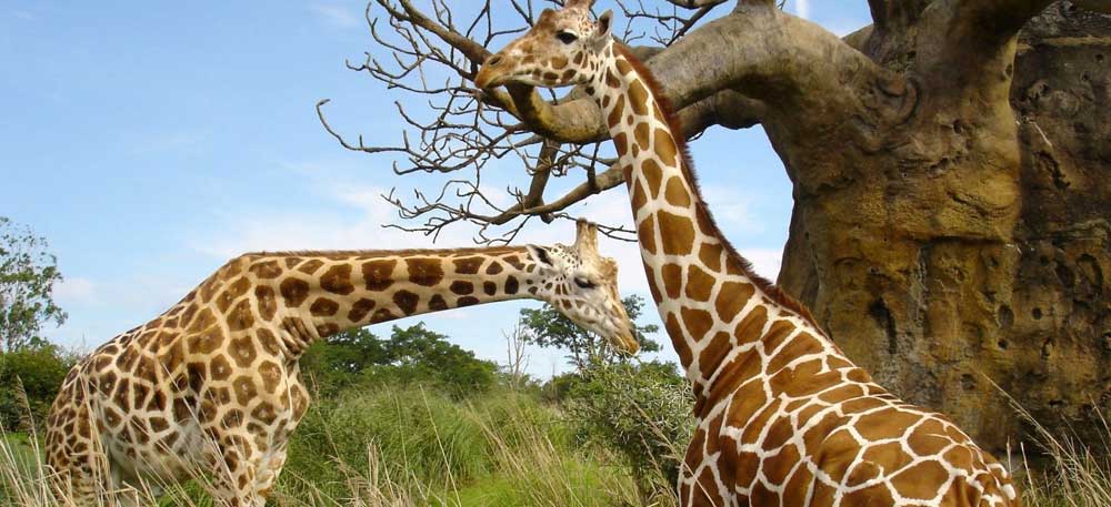 7 Days Northern Tanzania Safari