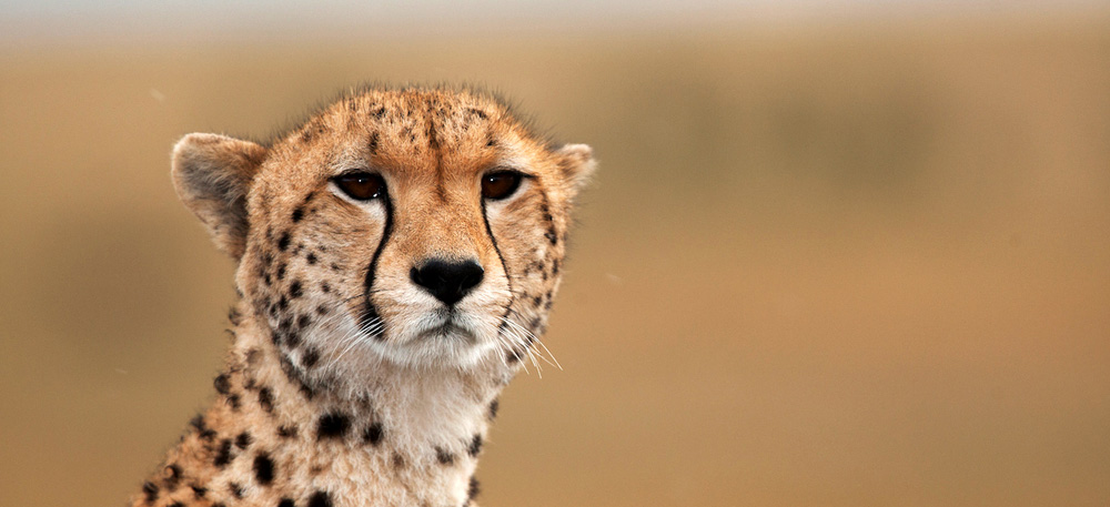 7 Days Drive and Fly Out Comfort Safari