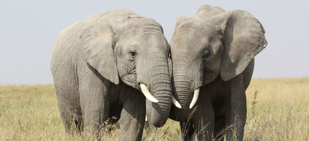 7 Days Northern Tanzania Safari