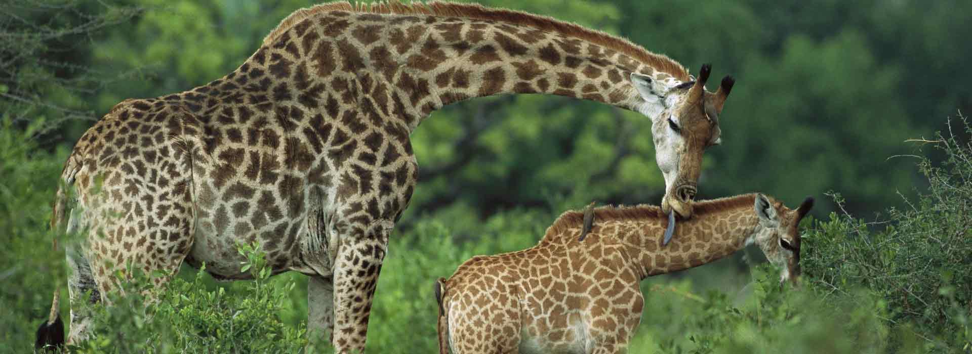 Arusha Day Trip