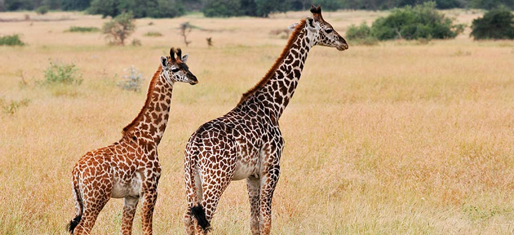Tanzania Wildlife Safari