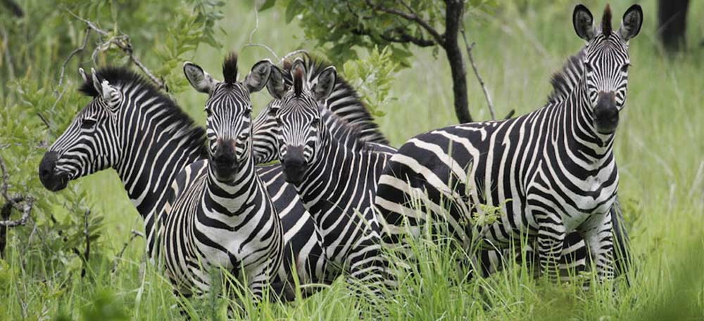 Tanzania Wildlife Safari