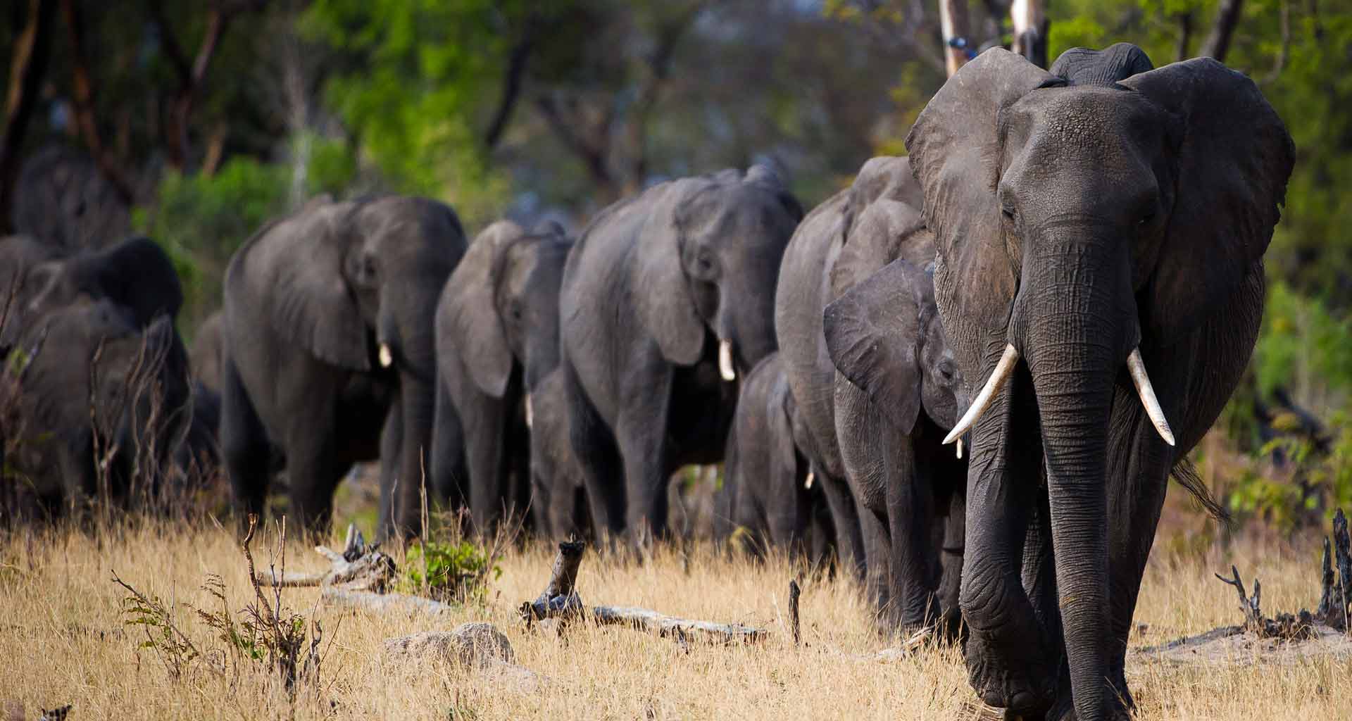 Northern Tanzania Safari