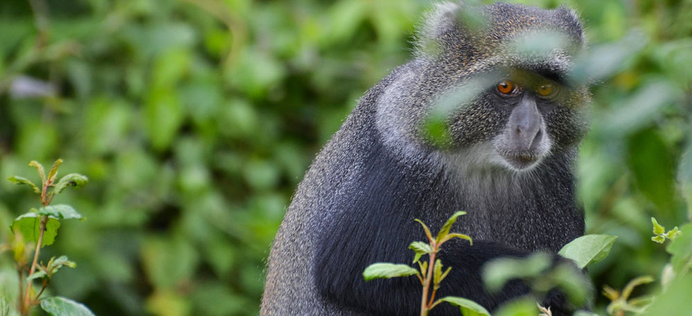 Tanzania Wildlife Safari