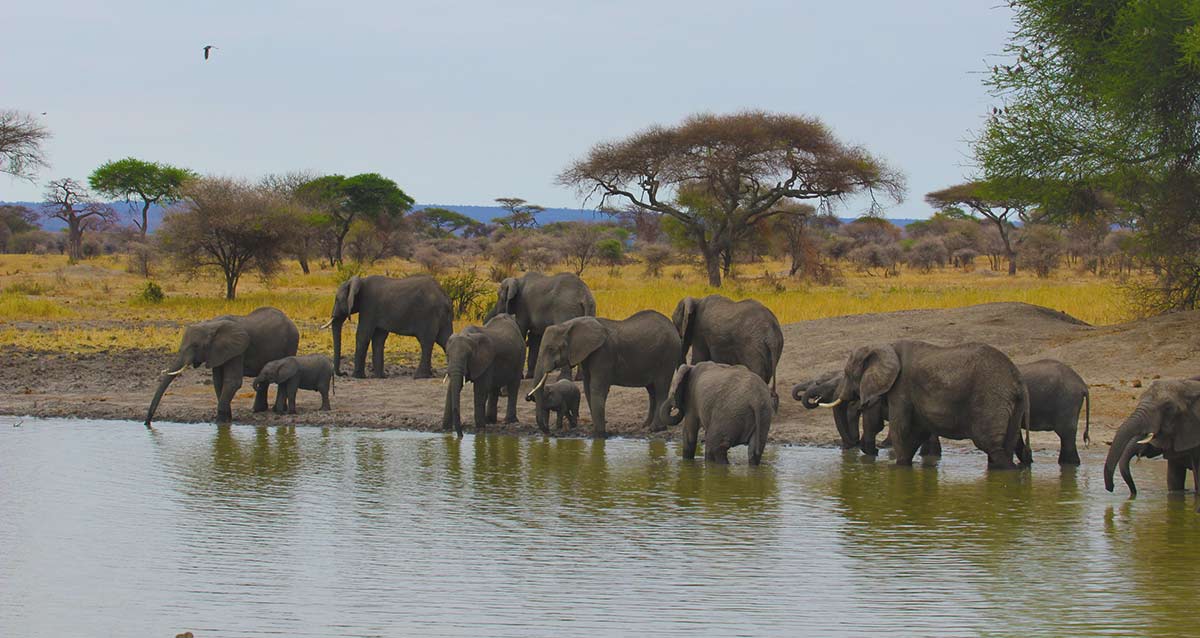 Northern Tanzania Safari