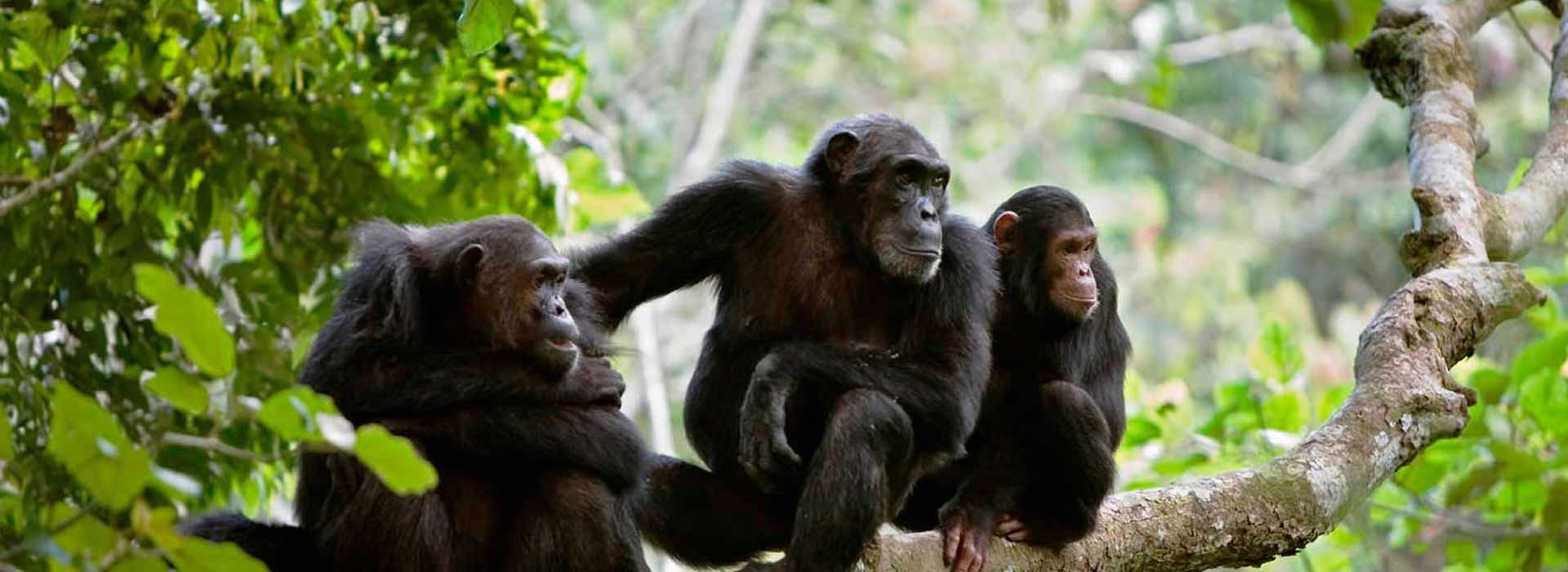 Gombe Stream National Park