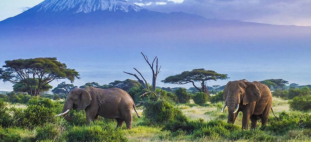 Tarangire Day Trip