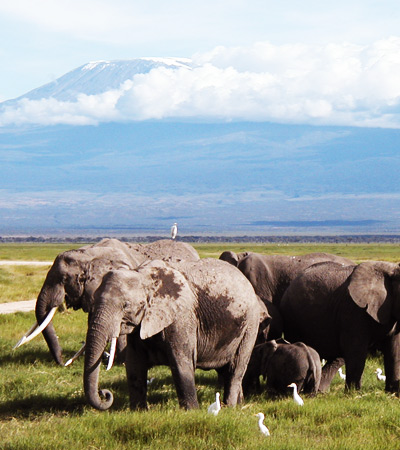 Kilimanjaro Day Trip