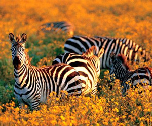 Kitulo National Park
