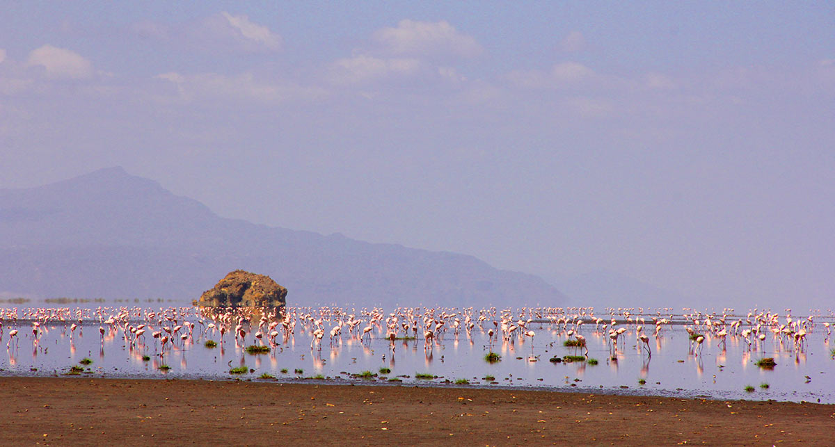 Northern Tanzania Safari