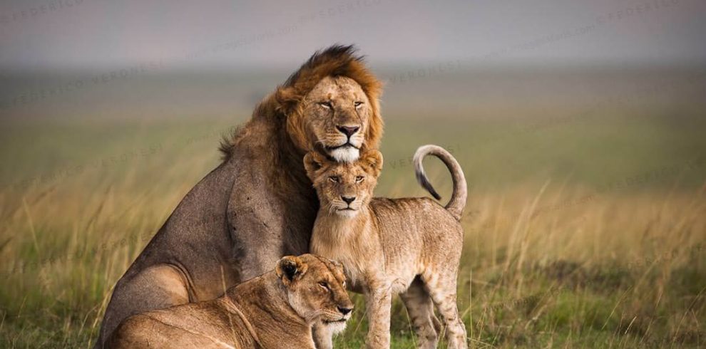 Northern Tanzania Safari