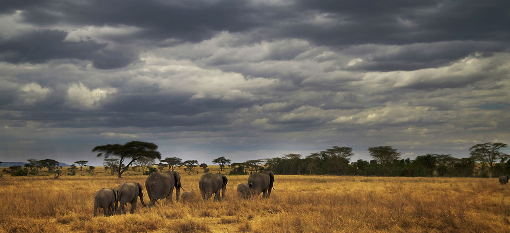 Northern Tanzania Safari