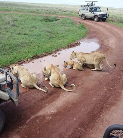Ngorongoro Crater Day Trip