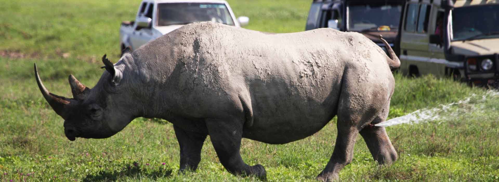 Ngorongoro Crater Day Trip